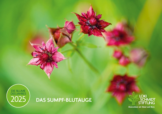 Blume des Jahres 2025 - Das Sumpf-Blutauge (Bild: © Loki Schmift Stiftung) Blume des Jahres 2025 - Das Sumpf-Blutauge (Bild: © Loki Schmift Stiftung)