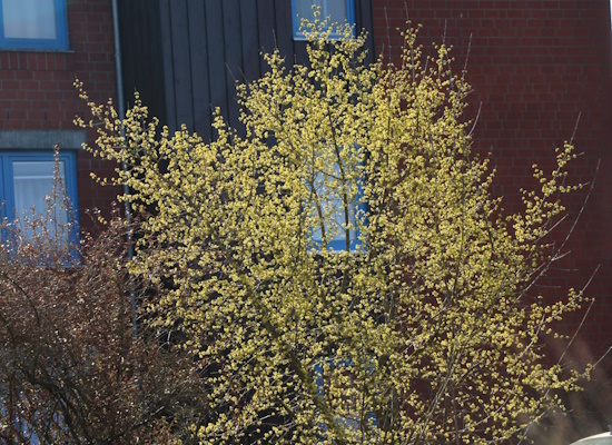 Mit der Wahl soll die Kornelkirsche auch als Wildobst stärker in den Fokus rücken (Bild: © www.baumschule-horstmann.de)