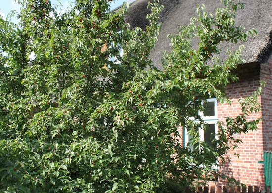 Die leuchtend roten Früchte der Kornelkirsche (Bild: © www.baumschule-horstmann.de)