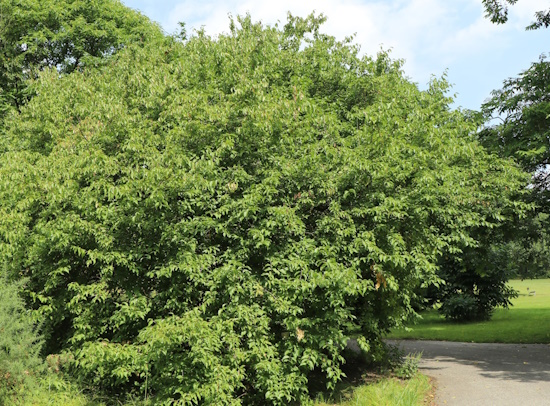 Die Kornelkirsche ist ein sommergrüner Strauch, oder kleiner bis 7 Meter hoher Baum (Bild: © www.baumschule-horstmann.de)