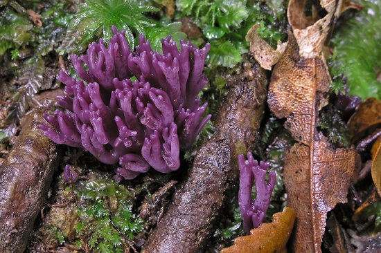 Die zerbrechlichen Äste der Amethystfarbenen Wiesenkoralle leuchten in einem kräftigen violett (Bild: © Matthias Theiss) Die zerbrechlichen Äste der Amethystfarbenen Wiesenkoralle leuchten in einem kräftigen violett (Bild: © Matthias Theiss)