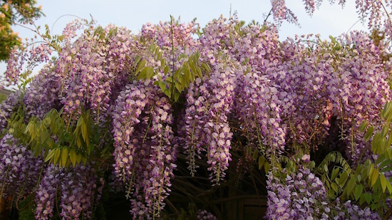 Der Blauregen (Wisteria) ist die Giftpflanze des Jahres 2024) Bild: © Helge Masch)