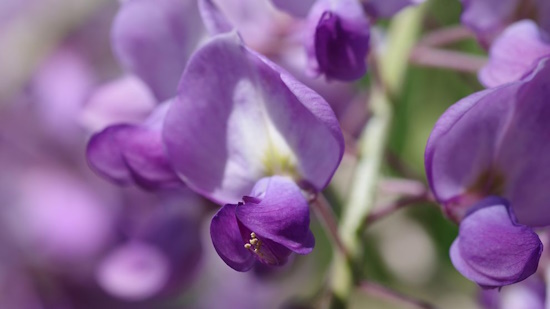 Der Blauregen - hier die Blüte (Bild: © Helge Masch)