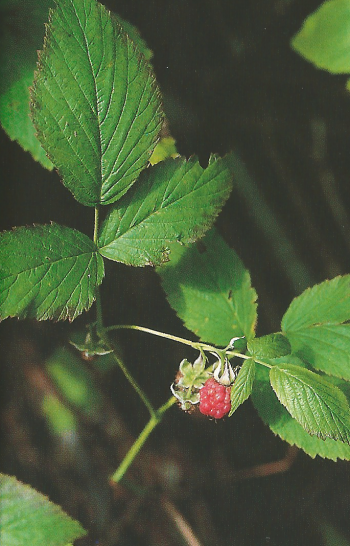 Die Himbeere die eine wichtige Futterpflanze für eine ganze Anzahl von Schmetterlingsraupen ist (Foto: Kosmos-Naturführer) Die Himbeere die eine wichtige Futterpflanze für eine ganze Anzahl von Schmetterlingsraupen ist (Foto: Kosmos-Naturführer)