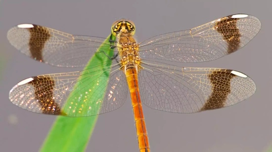 Deutlich sichtbar sind die braunen Bänder mit den weißen Flügelmalen eines Libellen-Weibchens zu sehen (Bild: © Michael Frank) Deutlich sichtbar sind die braunen Bänder mit den weißen Flügelmalen eines Libellen-Weibchens zu sehen (Bild: © Michael Frank)