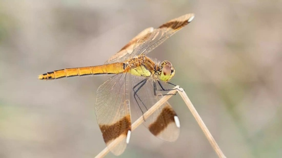 Heidelibelle von der Seite - Weibchen - recht unscheinbar und gut getarnt (Bild: © Michael Frank) Heidelibelle von der Seite - Weibchen - recht unscheinbar und gut getarnt (Bild: © Michael Frank)