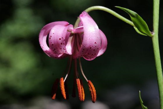 Die Türkenbund-Lilie eine der schönsten einheimischen Pflanzen (Bild: Thomas Langhirt)