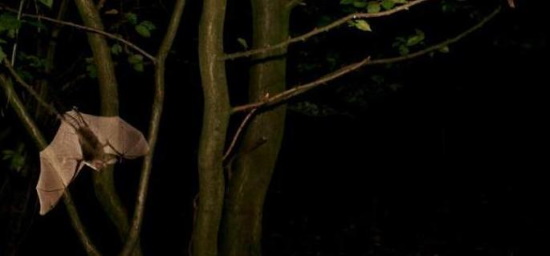 Die Bechsteinfledermaus jagt erst nach Einbruch der Dunkelheit in 1 - 5 Meter Höhe und nimmt sogar Beute vom Boden auf (Bild: Marko König)