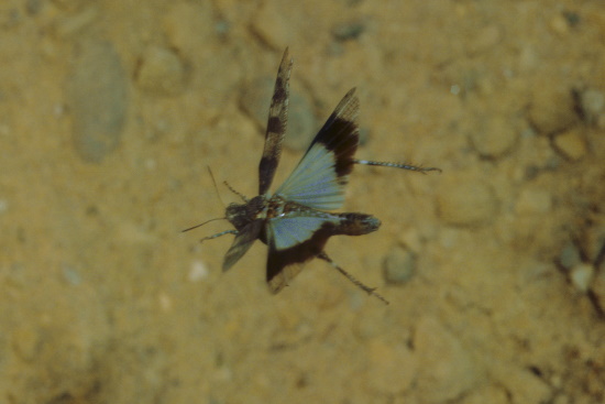 Seltene Aufnahme einer auffliegenden Blauflügeligen Ödlandschrecke (Bild: Naturfoto Frank Hecker)