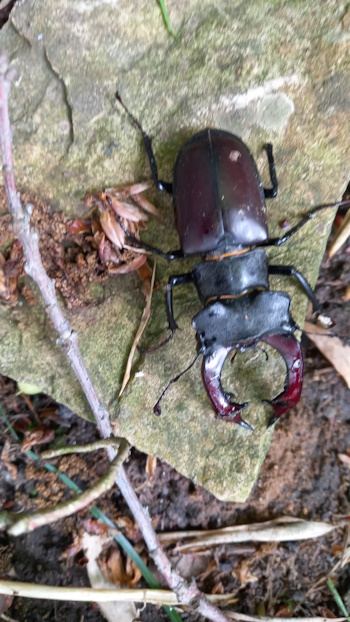 Hirschkäfer-Männchen (Lucanus cervus) im Wasser. Der kommt nicht mehr von allein heraus (Bild: © Björn Neckermann)