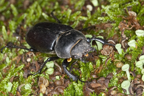 Hirschkäfer-Weibchen: zum unterscheiden der beiden Geschlechter (Bild: © Naturfoto Frank Hecker)