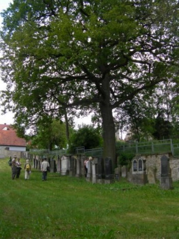Der jüdische Friedhof zu Aub - das Städtchen das eine der ältesten jüdischen Gemeinden in Deutschland beherbergte (Bild: Manfred Müller)