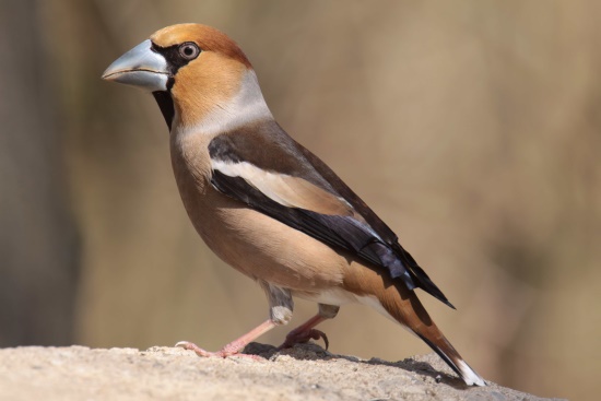 Kernbeißer sind durchaus auch in Naturgärten und Parks anzutreffen (Bild: Olav Krüger) Kernbeißer sind durchaus auch in Naturgärten und Parks anzutreffen (Bild: Olav Krüger)