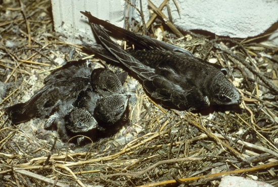 Der Mauersegler war im Jahr 2003 "Vogel des Jahres" in Deutschland (Bild: Naturfoto Frank Hecker)