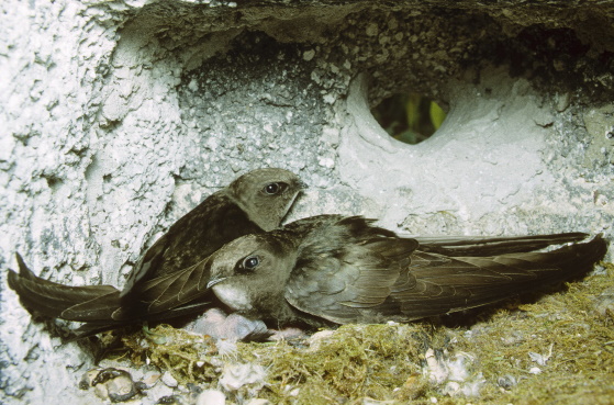 Mauersegler sind Zugvögel - ihre Winterquartiere liegen im tropischen Afrika (Bild: Naturfoto Frank Hecker)