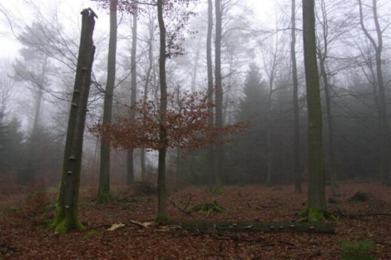 Totholz darf auch liegenbleiben - der "saubere" Wald gehört der Vergangneheit an (Bild: Thomas Langhirt)
