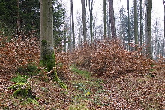 Auf kleinen und engen Waldpfaden führt der Eselsweg durch den Spessart (Bild: Thomas Langhirt)