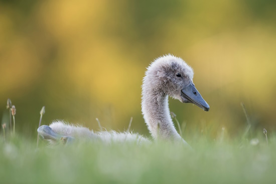 Junger Schwan (Bild: © Markus Glässel)