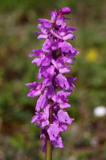 Die Art wurde 2009 zur Orchidee des Jahres ernannt (Bild: Thomas Langhirt)