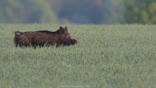 Des Wildschweins ärgster Feind ist der Mensch der die Wildschweine früher mit sogenannten "Saurüden" jagte (Bild: Markus Glässel)