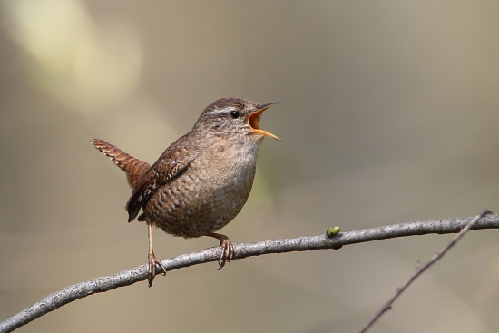 Der Zaunkönig ist einer unserer kleinsten Vögel in Europa aber sein Gesang ist durchdringend (Bild: Dirk Schieder)