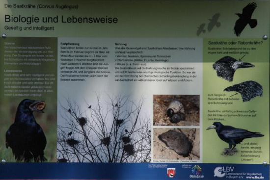 Eine Tafel informiert über die Biologie und die Lebensweise dieser Rabenvogelart (Bild: Thomas Langhirt)