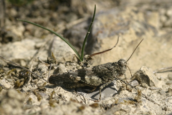 Die Lebensräume der Rotflügeligen Ödlandschrecke sind stark geschrumpft und sie ist vom Aussterben bedroht (Bild: Thomas Langhirt)