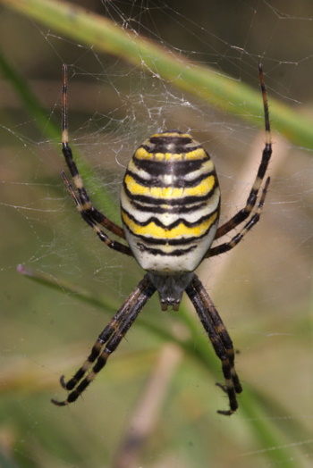 Die Wespenspinne wurde im Jahre 2001 zur Spinne des Jahres ernannt (Bild: Thomas Langhirt)