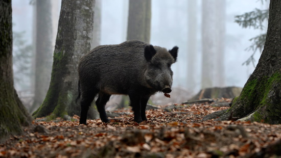 Das Wildschwein lebt in fast allen ausgedehnten geschlossenen Laub- und Mischwäldern (Bild: Maximilian Dorsch)