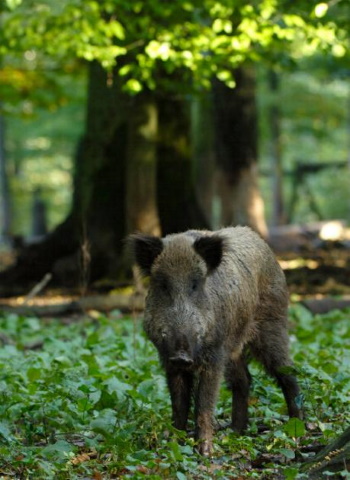 Feucht- oder Sudelstellen sind lebenswichtig für die Wildschweine (Bild: Maximilian Dorsch)