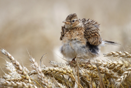 Im Herbst nimmt die Feldlerche auch Getreidekörner auf (Bild: © Michael Schiller) Im Herbst nimmt die Feldlerche auch Getreidekörner auf (Bild: © Michael Schiller)