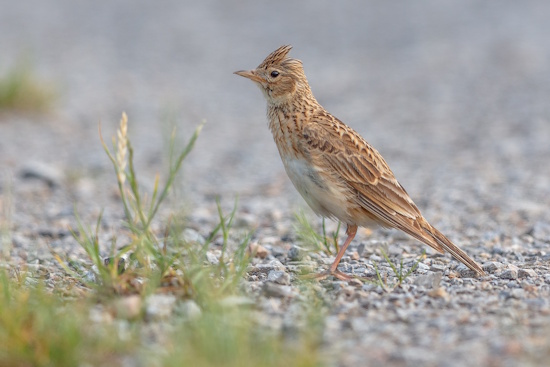 Heute gilt die ehemals Allerweltsvogelart Feldlerche als gefährdet (Bild: © Gunther Zieger) Heute gilt die ehemals Allerweltsvogelart Feldlerche als gefährdet (Bild: © Gunther Zieger)