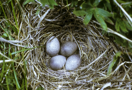 Gelege einer Feldlerche - ausgepolstert mit Grashalmen und zarten Würzelchen (Bild: © Naturfoto Frank Hecker) Gelege einer Feldlerche - ausgepolstert mit Grashalmen und zarten Würzelchen (Bild: © Naturfoto Frank Hecker)