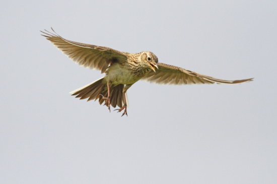 Das auffälligste Verhalten der Feldlerche ist ihr eindrucksvoller Gesang (Bild: © Naturfoto Frank Hecker) Das auffälligste Verhalten der Feldlerche ist ihr eindrucksvoller Gesang (Bild: © Naturfoto Frank Hecker)