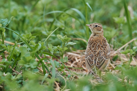 Feldlerche Jungvogel - sie sehen ihren Elterntieren sehr ähnlich, mit dem bräunlichen Federkleid (Bild: © Michael Schiller) Feldlerche Jungvogel - sie sehen ihren Elterntieren sehr ähnlich, mit dem bräunlichen Federkleid (Bild: © Michael Schiller)