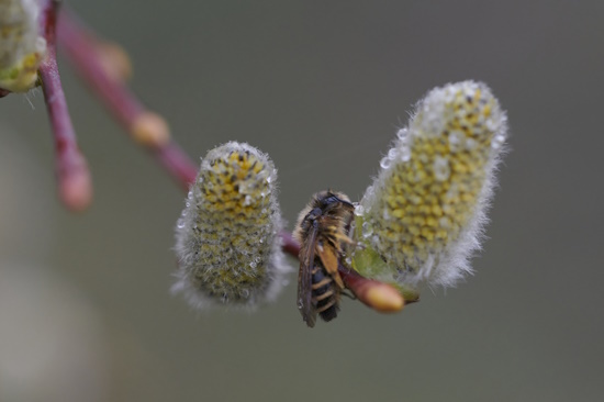 Solitär-Biene an Weiden-Kätzchen (Bild: © Michael Schiller)