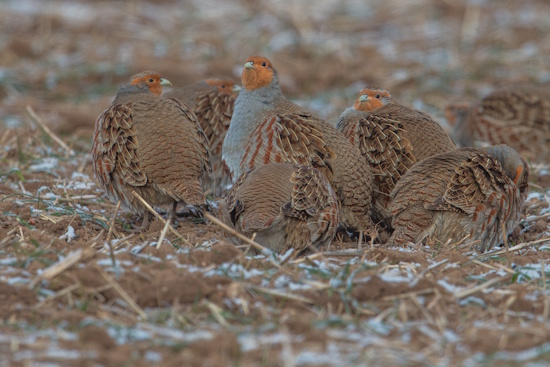 Rebhühner im Winter (Bild: © Gunther Zieger)