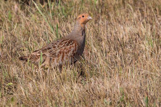 Rebhuhn-Männchen - gut zu sehen, das rotbraune Gefieder um die Augen (Bild: © Gunther Zieger)