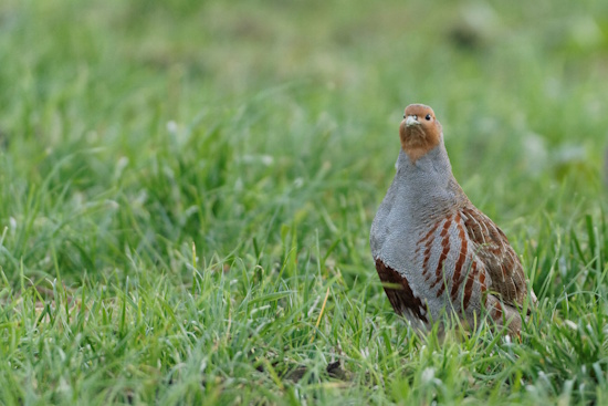 Die Männchen tragen einen deutlicheren Brustfleck (Bild: © Stefan Pfützke)