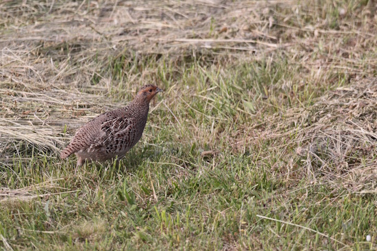 Auch landwirtschaftliche Nutzfahrzeuge können Gelege zerstören (Bild: © Wolfram Riech)