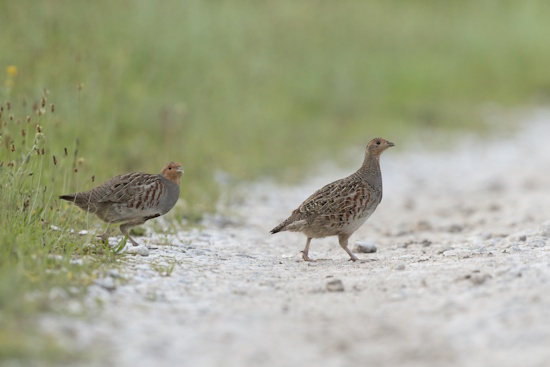Der Rückgang des Rebhuhns scheint gestoppt - seit den 1980er Jahren über 90% des Bestandes verloren (Bild: © Woldram Riech)