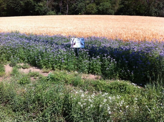 Entstandene Blühwiese - in einer sonst intensiven Landwirtschaft (Bild: © Neckermann)