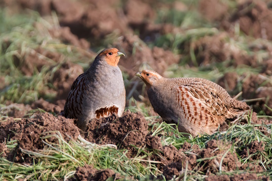 Rebhuhn-Paar - links das Männchen (Bild: © Gunther Zieger)