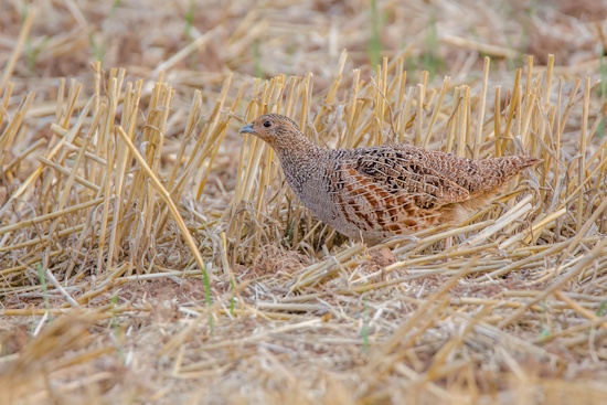Junges Rebhuhn auf Nahrungssuche (Bild: © Gunther Zieger)