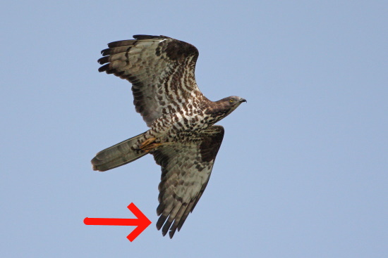 Ein Erkennungszeichen ist das Flugbild mit den nach unten gebogenen Flügeln (Bild: Dirk Schieder)