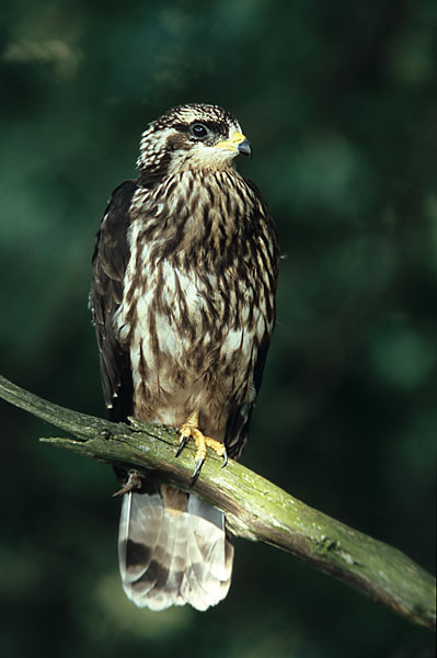 Jungvogel mit dunklen Augen und Gelb an der Schnabelbasis (Bild: Proehl / Fokus-Natur)