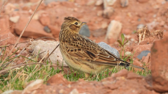 Die Feldlerche ist nur in milden Gegenden ein Standvogel (Bild: © Stefan Wehr) Die Feldlerche ist nur in milden Gegenden ein Standvogel (Bild: © Stefan Wehr)