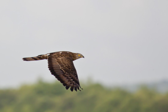 Bei diesem Flugbild ist gut zu erkennen, der lange gebänderte Schwanz (Bild: Gunther Zieger)