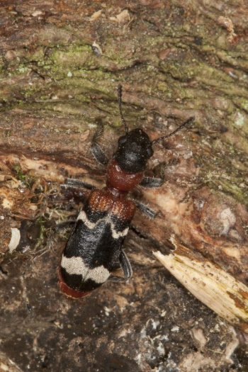 Der Ameisenbuntkäfer kommt in Nadelwäldern noch gut vor (Bild: Naturfoto Frank Hecker)