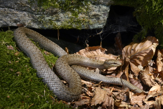 Die Schlingnatter, oder Glattnatter besitzt mit das größte Verbreitungsgebiet aller europäischen Schlangen (Bild: ©  Benny Trapp)